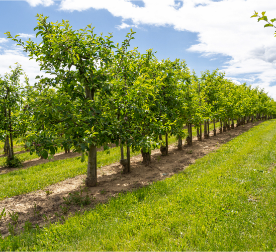 Les plantations